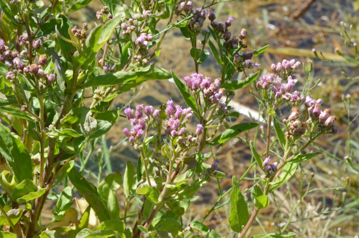 Brownfoot grows erect and has multiple stems. The 1 to 5 inch leaves turn brown at the base of “foot” and thus the common name “Brownfoot”. Leaves are green, alternate and sessile with variable shapes ranging from oblong-lanceolate to elliptic-oblong. Acourtia wrightii 